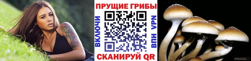 Псилоцибиновые грибы Cubensis  ОМГ ОМГ ТОР  Троицк 